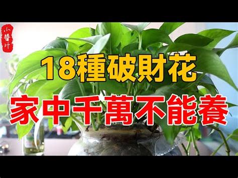 雞蛋花風水陽台|雞蛋花風水陣：破解財運困局